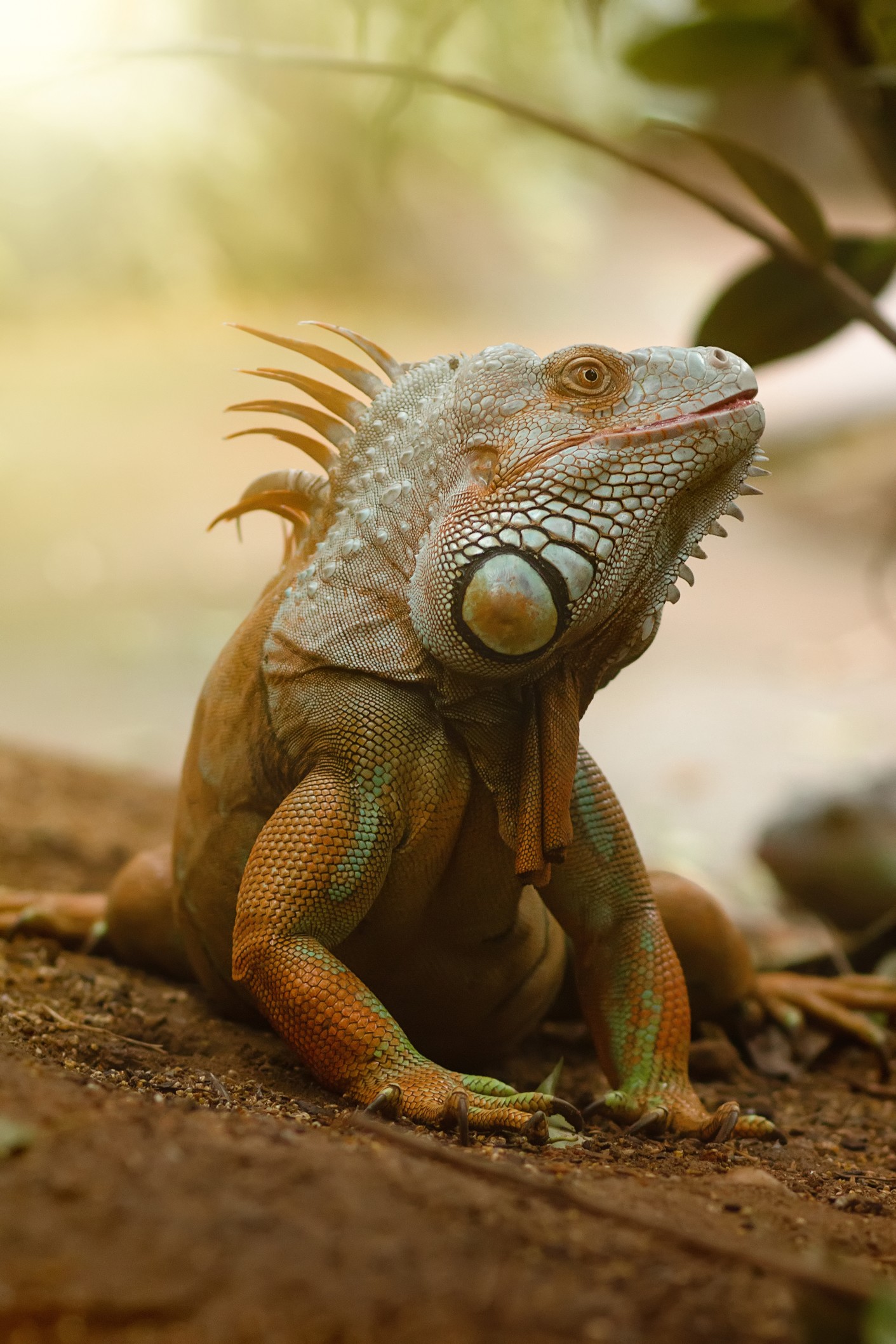 iguane