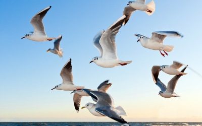 Comment agir pour la protection de la faune ?