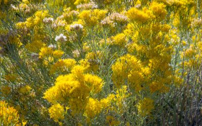 Quelques plantes à se méfier dans le jardin