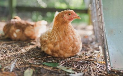 Les poules : des animaux très écologies à avoir absolument