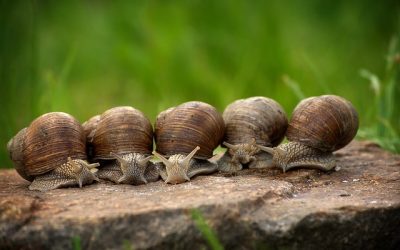 Degorger des escargots avant de les preparer : comment s’y prendre ?