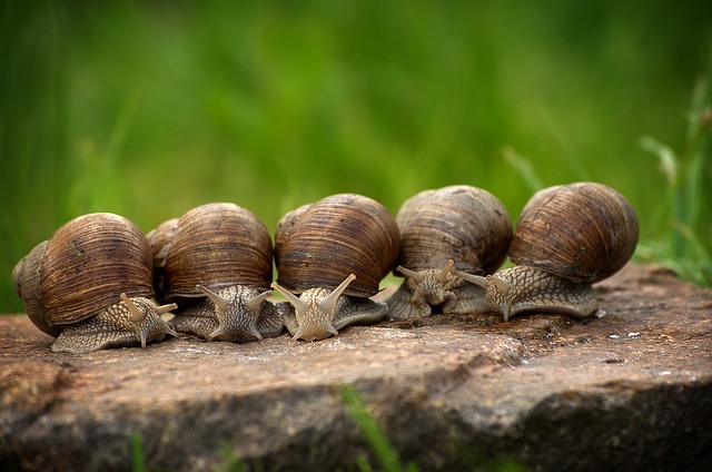 Degorger des escargots avant de les preparer : comment s’y prendre ?