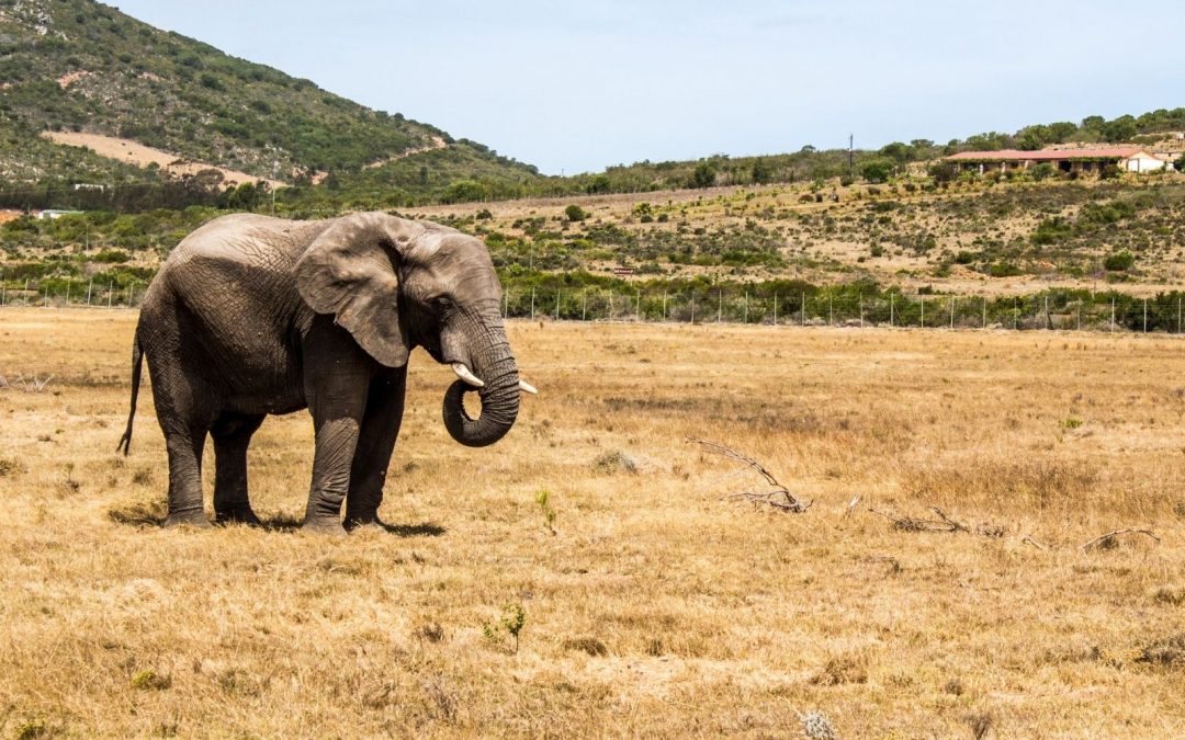 L’impact du rechauffement climatique sur le Kenya